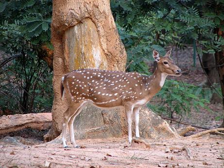 Khangchendzonga National Park